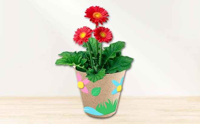 Grow Your Own Flower Kit