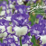 Iris Catalog from Schreiners Gardens