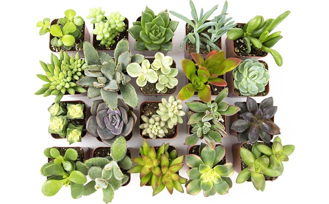 Live Succulent Plants 20 Pack