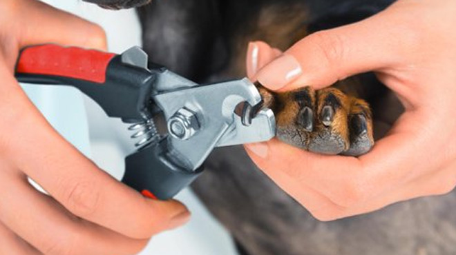 Pets Grooming Nail Clipper Scissors
