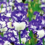 Schreiners Gardens Iris Catalog