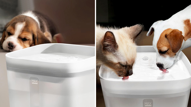 3 Liter Automatic Pet Fountain with Sleeping Dog on the Left and a Cat and Dog Drinking on the Same Item on the Left