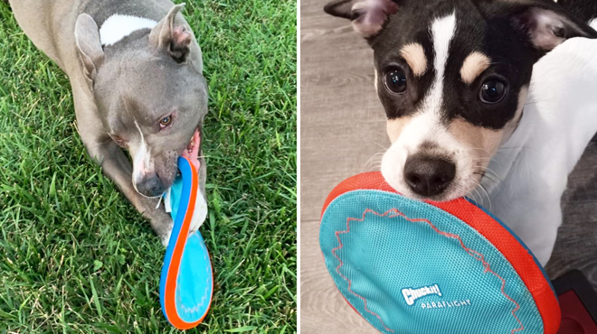 A Dog Playing with ChuckIt Paraflight Flyer Dog Frisbee Toy on the Left and a Dog Carrying the Same Item on the Right
