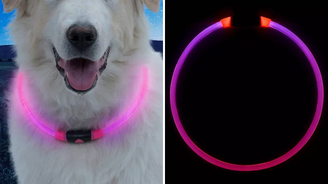 A Dog Wearing NiteHowl LED Safety Necklace in Pink Color on the Left and the Same Item in the Dark on the Right