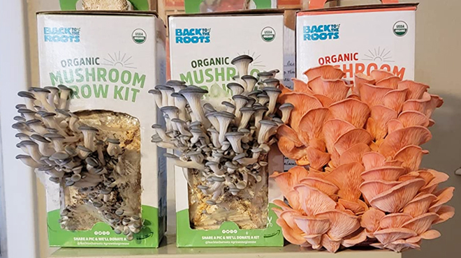 Back to the Roots Organic Mushroom Grow Kit 3 Pack