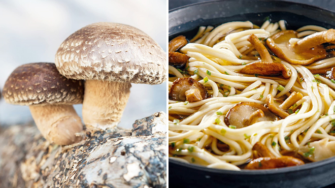 Back to the Roots Organic Shiitake Mushroom on the Left and a Noodle Soup with Mushrooms on the Right