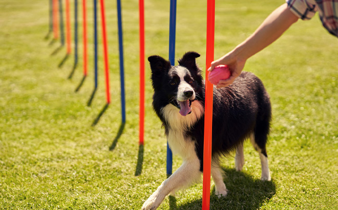 Dog Academy Training Dog Academy Training