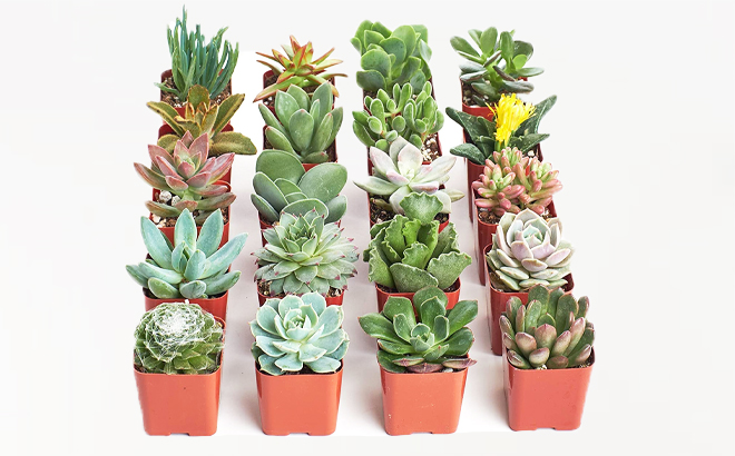 Fully Rooted Live Indoor Succulent Plants 20 Pack on a Gray Background