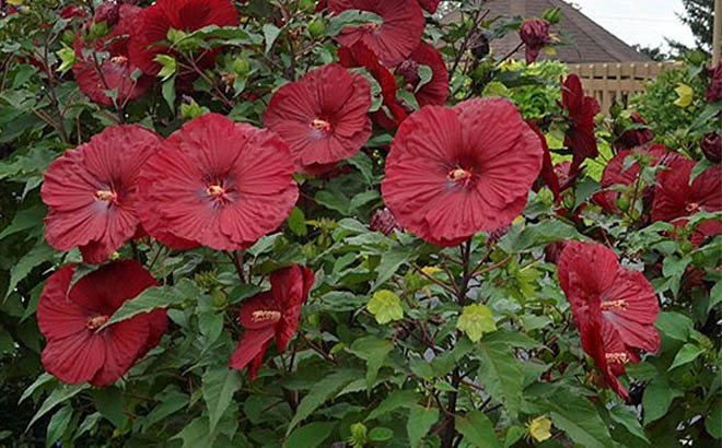 Hardy Vintage Wine Rose Mallow Hibiscus