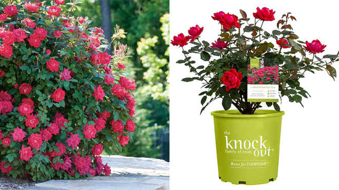 Knock Out 1 Gal Red Double Knock Out Rose Bush with Red Flowers