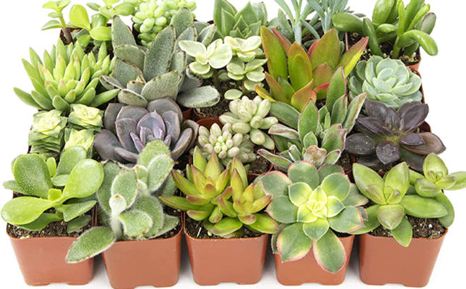 Live Succulent Assorted Plants 20 Pack Live Succulent Assorted Plants 20 Pack