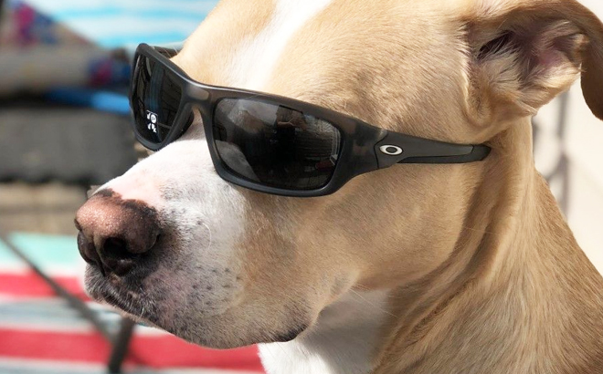 A Cute Dog Wearing Oakley Mens Chainlink Polarized Sunglasses A Cute Dog Wearing Oakley Mens Chainlink Polarized Sunglasses