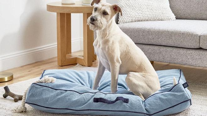 A Dog Laying Down on Gap Denim Logo Flat Pet Bed in Light Blue Color
