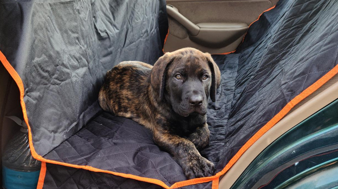 Active Pets Car Seat Cover for Dogs in orange color
