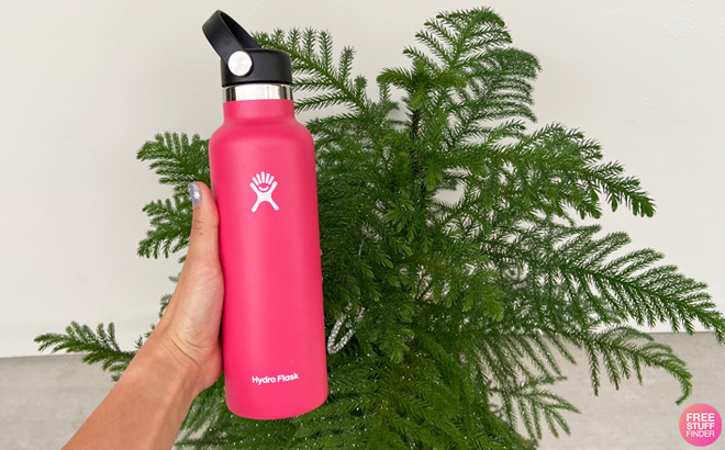 Hand Holding a Hydro Flask Standard Mouth 21 Ounce Bottle in Pink Color with a Plant Behind
