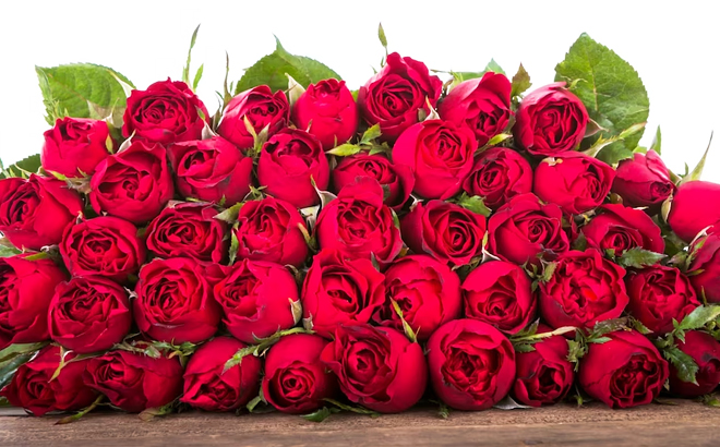 Many Red Roses on a Table
