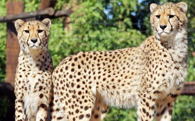 Two Cheetahs in a Zoo
