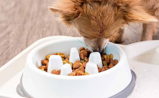 A Dog Eating on a Slow Feeder Bowl
