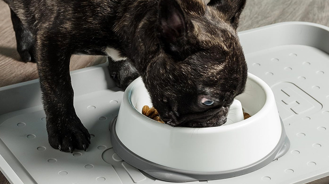 A Dog Eating on a Small Slow Feeder Bowl