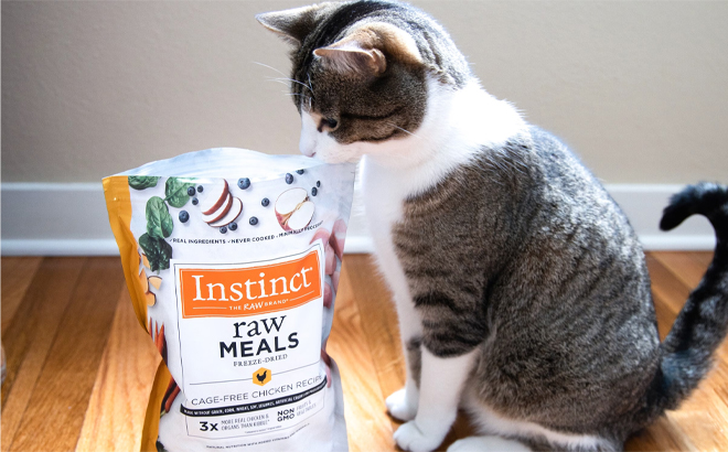 Cat Sniffing a Instinct Freeze Cage Free Chicken Cat Food Bag
