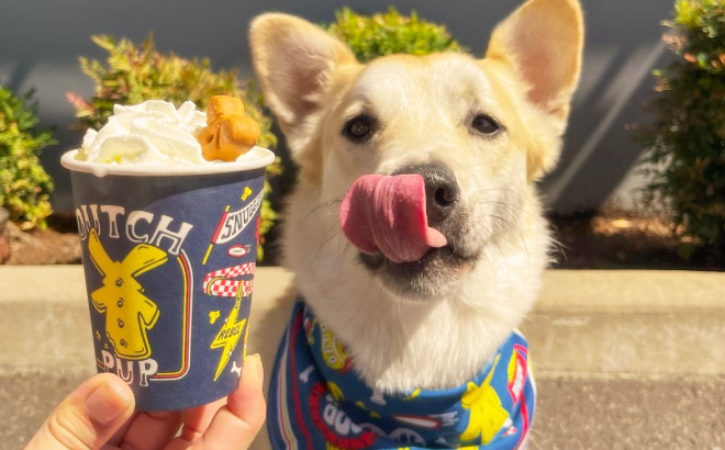 A Dog Enjoying a Pup Cup from Dutch Bros A Dog Enjoying a Pup Cup from Dutch Bros