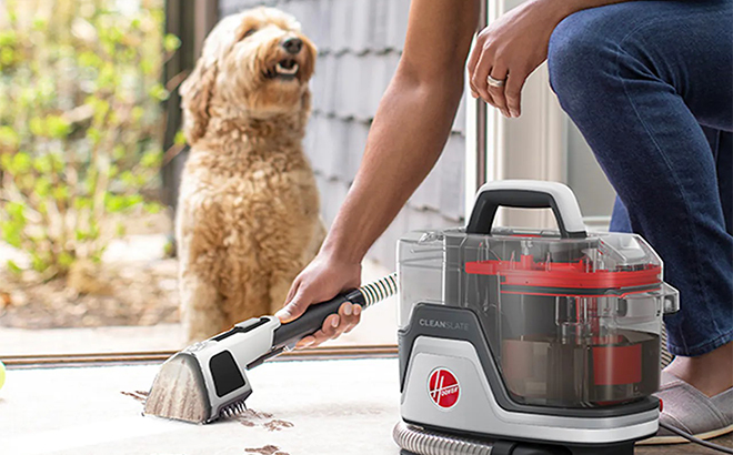 A dog wasting their owner use the Hoover Pet Carpet Cleaner