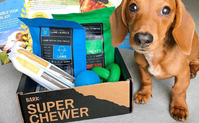 Bark Super Chewer Dog Box