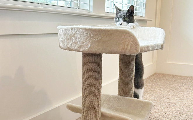 Cat Tree With Scratching Post