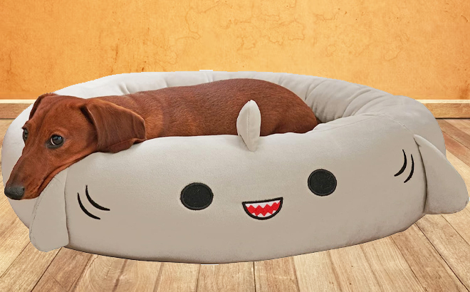 Dog Laying in a Squishmallows 24 Inch Gordon Shark Pet Bed