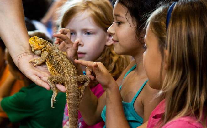 Girls touching a reptile under the Pets In the Classroom Program