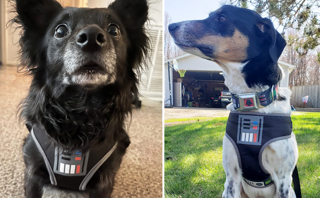 Dogs Wearing Their Star Wars Darth Vader Harness