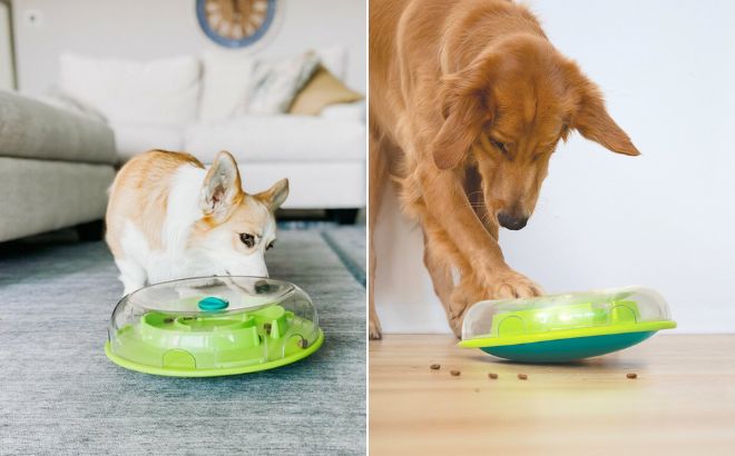 Dogs are playing with Outward Hound Nina Ottosson Wobble Bowl Dog Game
