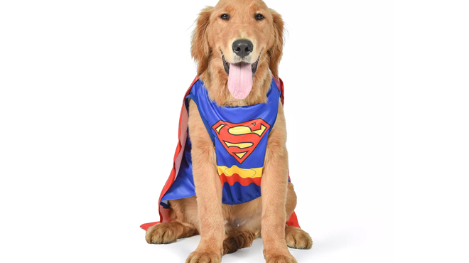 a Dog Wearing a DC Comics Superman Dog Costume a Dog Wearing a DC Comics Superman Dog Costume