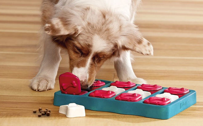Dog Eating Treat from Outward Hound Dog Puzzle Toy