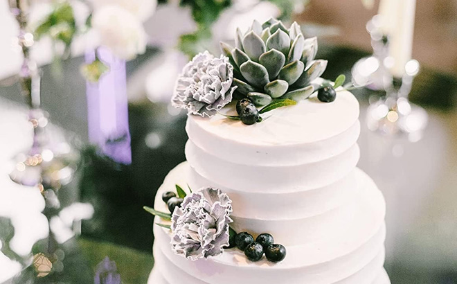 Live Succulent Plants on the Cake