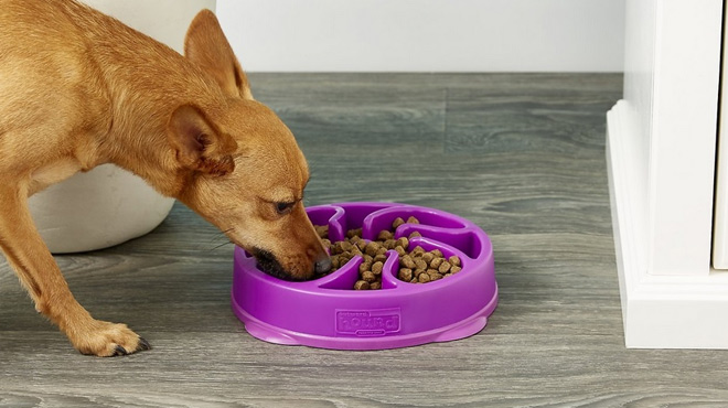 a Dog Feeding from bowl