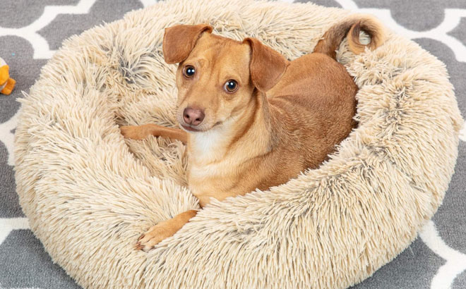 a Dog Lying on a Best Choice Products Dog Bed