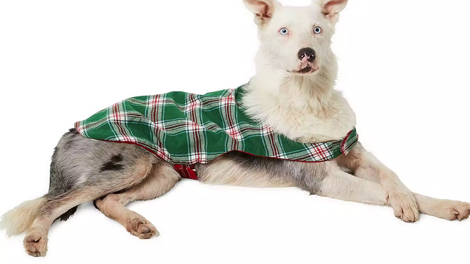 Dog Wearing North Pole Trading Co Mix Match Plaids Dog Coat