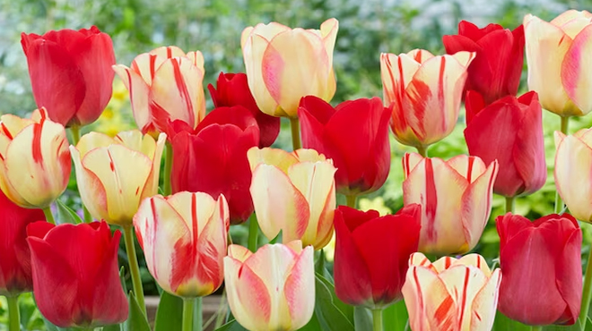 Garden State Bulb Multicolor Spryng Break Blend Tulip Bulbs at Lowes