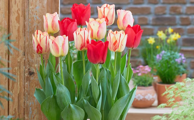 Garden State Bulb Multicolor Spryng Break Blend Tulip Bulbs