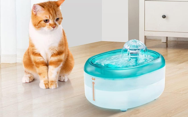 A Cat Staring on Pet Water Fountain