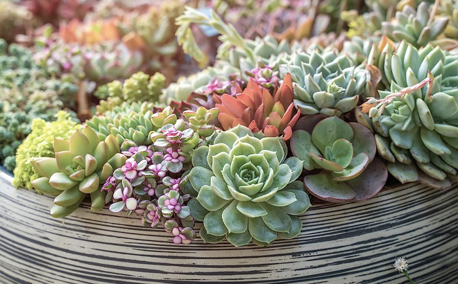 Altman Assorted Potted Succulents Live Plants