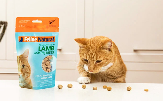 Cat Looking at Feline Natural Food Treats