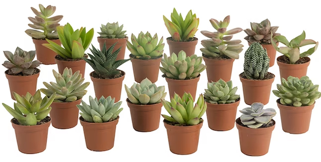 Costa Farms 20 Pack Succulents in 2 in Pot at Lowes