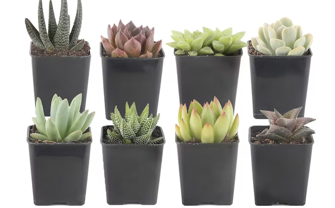 Costa Farms 8 Pack Succulents in 2 5 in Pot