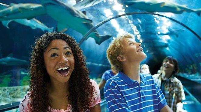People in Awe at SeaWorld San Diego Looking at The Sharks