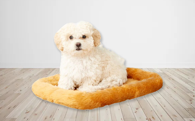 Puppy Sitting on the MidWest Homes for Pets Cinnamon 18 Inch Pet Bed