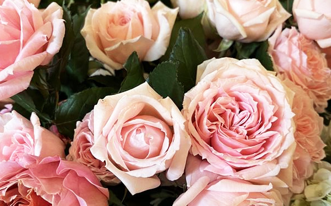 Sams Club Members Mark Pink Roses