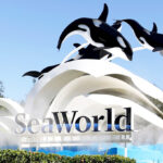 SeaWorld Theme Park