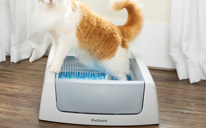 A Cat Inside the PetSafe ScoopFree Crystal Classic Self Cleaning Cat Litter Box